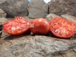 Wild Bill's Big Red Tomato