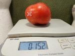 Wild Bill's Big Red Tomato Giant Tomatoes
