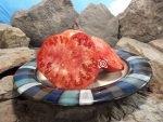 Wild Bill's Big Red Tomato Heirloom Tomatoes