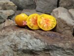 William Plumber's Yellow Tomato Bicolored Tomatoes