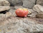 Wins All Tomato Beefsteak Tomatoes