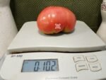 Wins All Tomato Heirloom Tomatoes