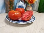 Wood Stock Girl RL Tomato