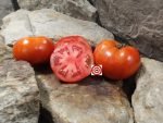 Wood Stock Girl RL Tomato Beefsteak Tomatoes