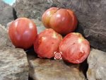 Work Release Paste Tomato Canning Tomatoes