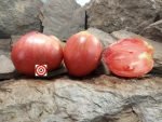 Work Release Paste Tomato Seeds