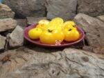 Yellow Brick Road Dwarf Tomato