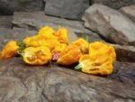 Yellow Carolina Reaper Pepper