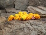 Yellow Carolina Reaper Pepper - Image 2
