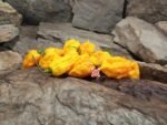 Yellow Carolina Reaper Pepper - Image 5