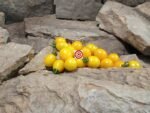 Yellow Jelly Bean F2 Tomato