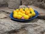 Yellow Jelly Bean F2 Tomato Cherry Tomatoes