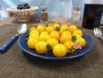 Yellow Jelly Bean F2 Tomato Productive Tomatoes
