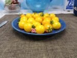 Yellow Jelly Bean F2 Tomato Snacking Tomatoes