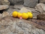 Yellow Scotland Tomato Heirloom Tomatoes