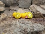 Yellow Scotland Tomato Rare Tomatoes