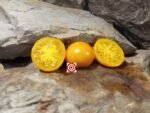 Yellow Star Tomato Heirloom Tomatoes