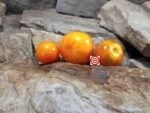 Yellow Star Tomato Seeds