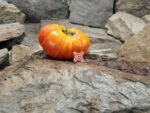 Yummy Sammich Bicolored Tomato Rare Tomatoes