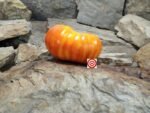 Yummy Sammich Bicolored Tomato Seeds