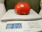Yummy Sammich Tomato Large Tomatoes