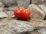 Yummy Sammich Tomato Rare Tomatoes