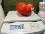 Yummy Sammich Tomato Red Heirloom Tomatoes