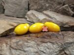 Zelta Gailis Tomato Heirloom Tomatoes