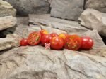 Zuckertraube Tomato