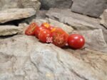 Zuckertraube Tomato - Image 5