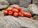 Zyska Dwarf Tomato