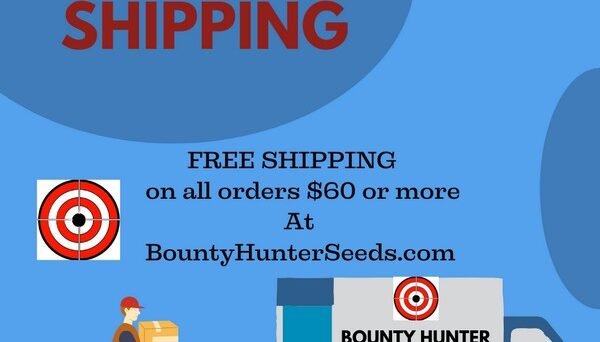 Blue Gold Berries Tomato Seeds For Sale At Bounty Hunter Seeds