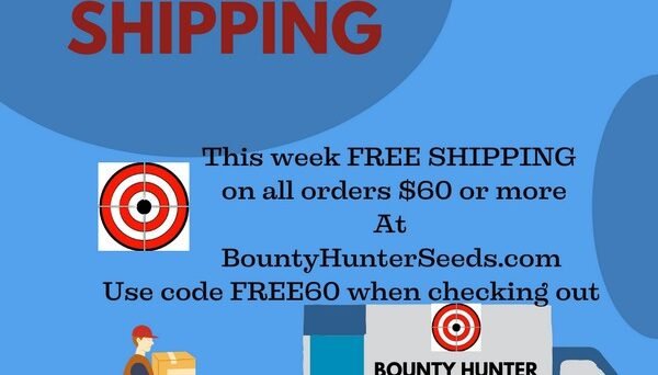 Blue Gold Berries Tomato Seeds For Sale At Bounty Hunter Seeds