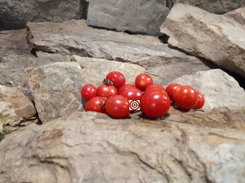 A Popular Snacking Tomato Anmore Dewdrop Tomato Seeds Available Here.