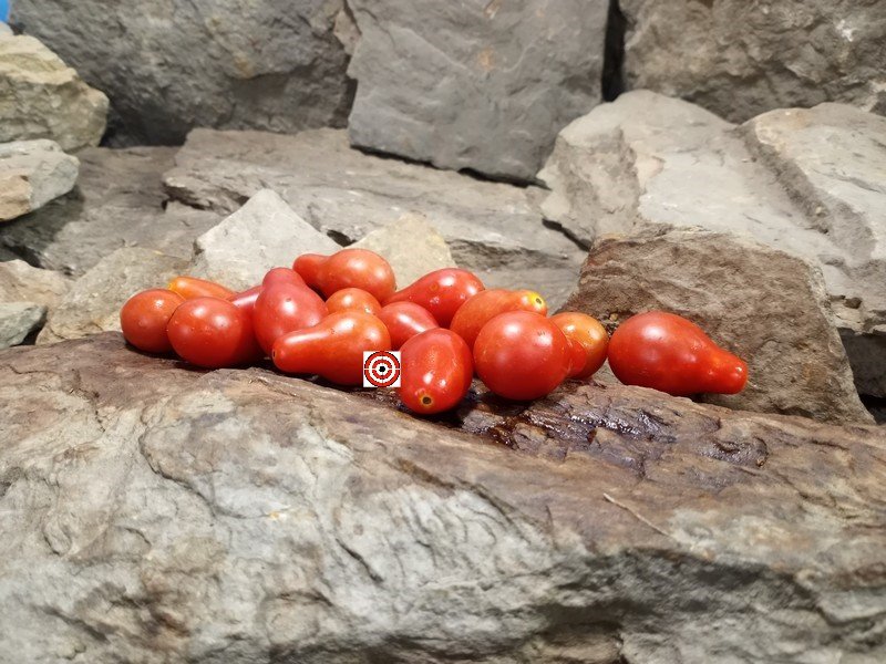 The Best Red Tomato Austin's Red Pear Tomato Seeds Available Here.
