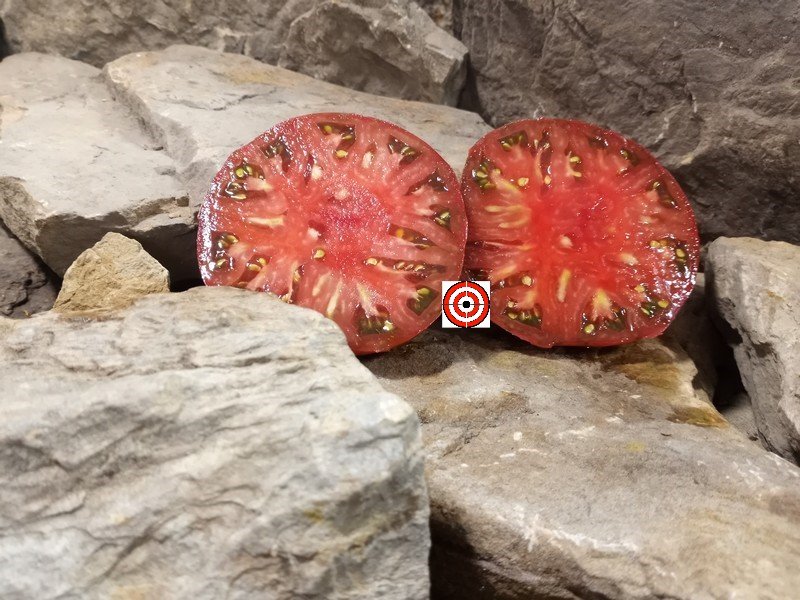 The Best Heirloom Tomato Black Milo Tomato Seeds Available Here.