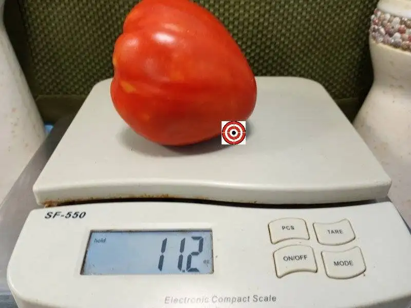 The Best Sandwich Tomato Big Momma Tomato Seeds Available Here.