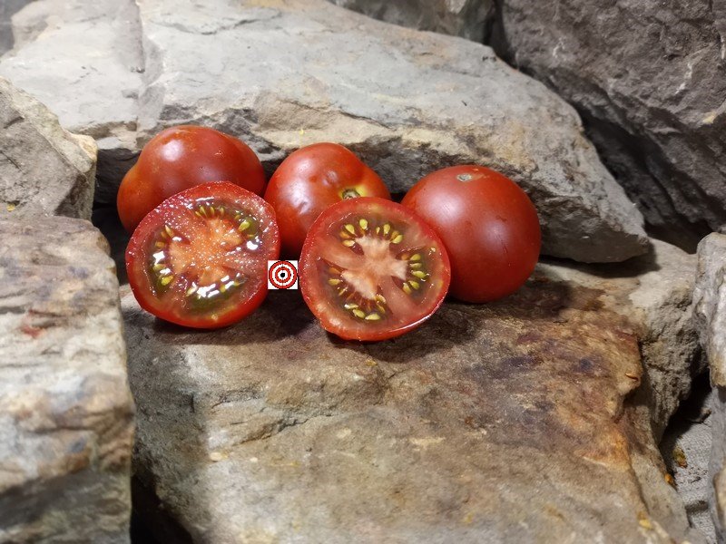A Popular Dwarf Tomato Bundaberg Rumball Dwarf Tomato Seeds For Sale Here.