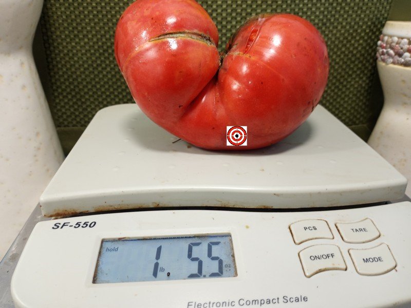 A Popular Giant Tomato Brandywine Sudduth Tomato Seeds For Sale Here.