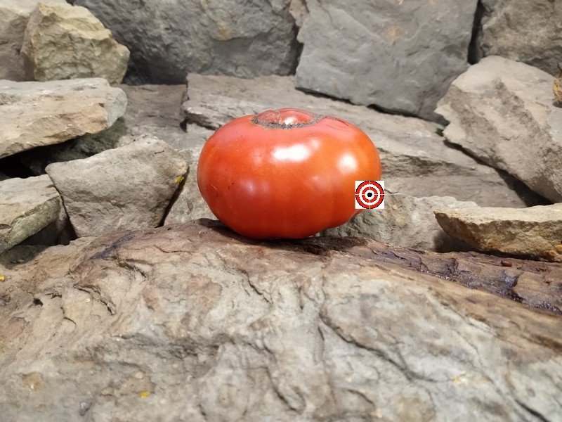 A Popular Heirloom Tomato Buckbees New 50 Day Tomato Seeds For Sale Here.