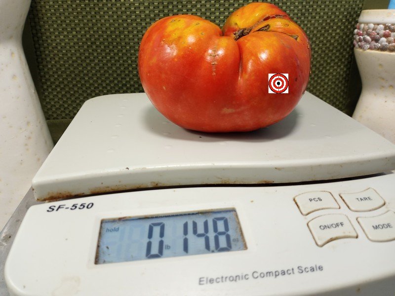 A Popular Large Tomato Cody Pink Tomato Seeds For Sale Here.