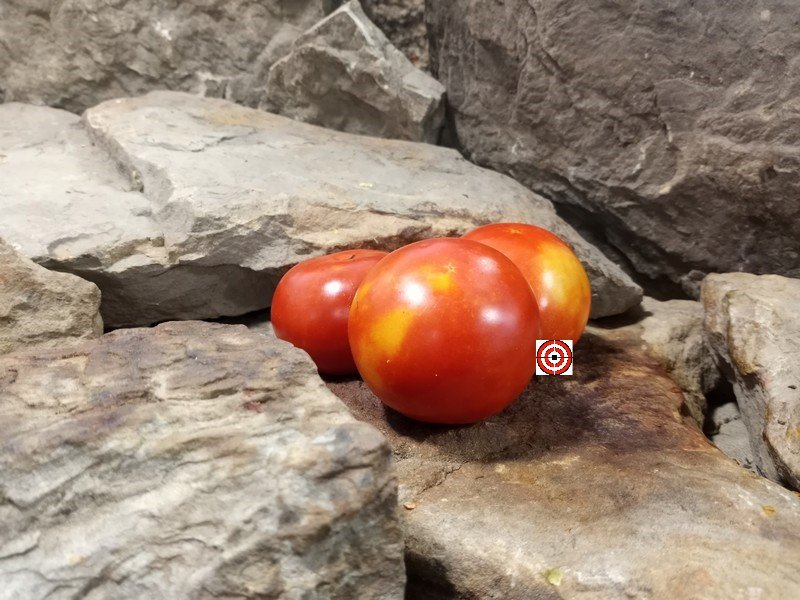 A Popular Red Tomato Burbank Tomato Seeds Available Here.