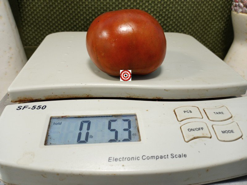 A Popular Slicing Tomato Copper Pipe Tomato Seeds For Sale Here.