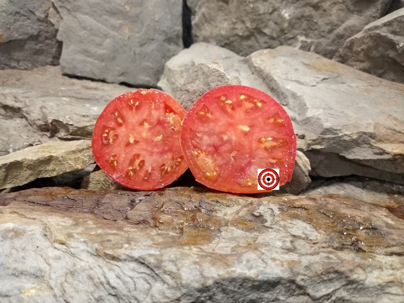 A Rare Heirloom Tomato Columbus Mississippi Red Tomato Seeds For Sale Here.