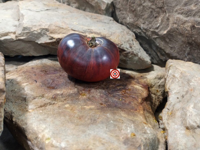 The Best Antho Tomato Blue Betty Tomato Seeds Available Here.