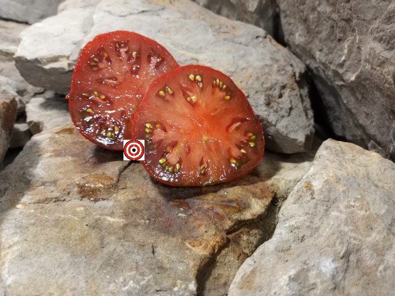 The Best Black Tomato Chocolate Champion Dwarf Tomato Seeds For Sale Here.
