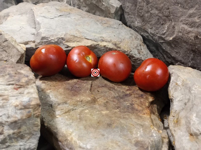 The Best Compact Dwarf Tomatoes Bundaberg Rumball Dwarf Tomato Seeds Available Here.