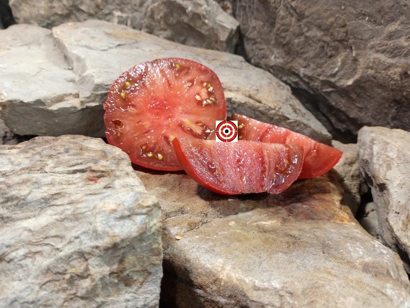 The Best Container Tomatoes Chocolate Champion Dwarf Tomato Seeds Available Here.
