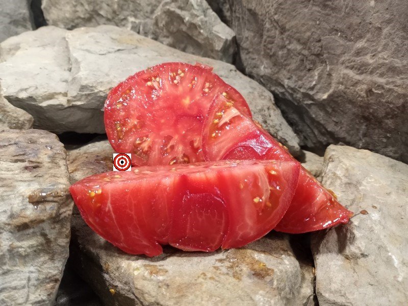 The Best Red Tomato Bugtussle Blue Giant Blackey Tomato Seeds Available Here.