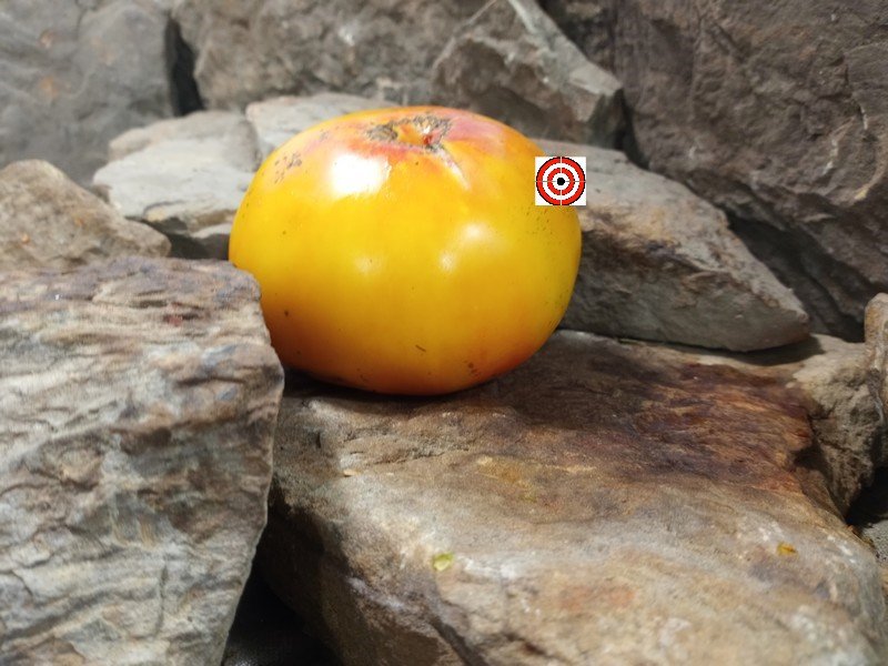 The Best Sandwich Tomato Cherokee Bicolor Tomato Seeds For Sale Here.